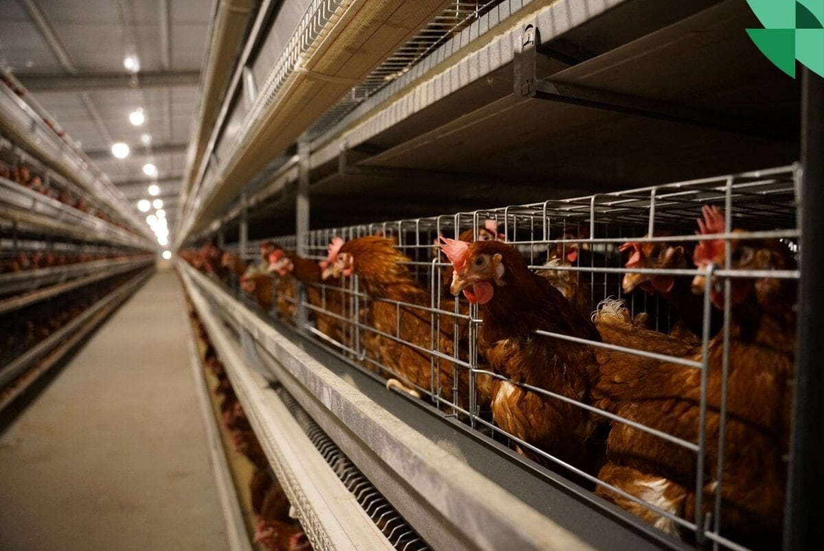 Цахим шилжилт: Сонголт биш зайлшгүй шаардлага